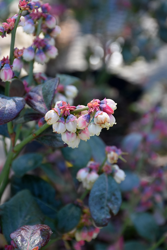 Pink Icing Blueberry (Vaccinium 'ZF06-079') at Shonnard's Nursery