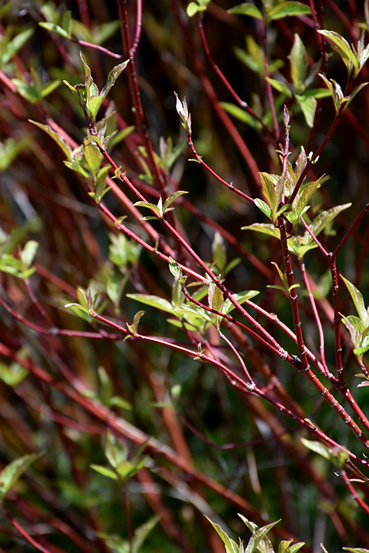 Bailey's Red Twig Dogwood (Cornus sericea 'Baileyi') at Shonnard's Nursery
