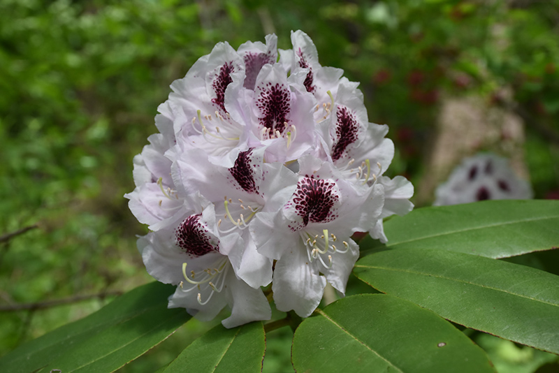 Calsap Rhododendron (Rhododendron 'Calsap') at Shonnard's Nursery