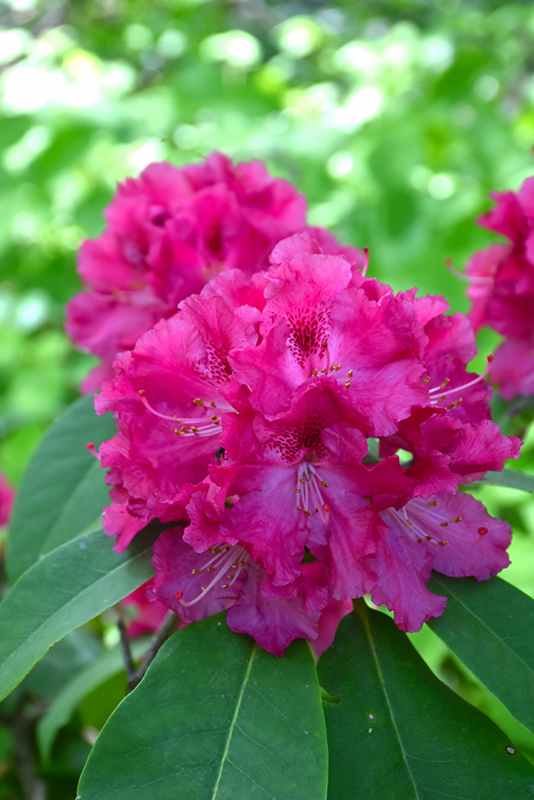 Besse Howells Rhododendron (Rhododendron 'Besse Howells') at Shonnard's Nursery