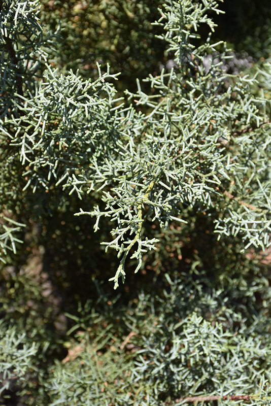 Blue Ice Smooth Arizona Cypress (Cupressus arizonica 'Blue Ice') at Shonnard's Nursery
