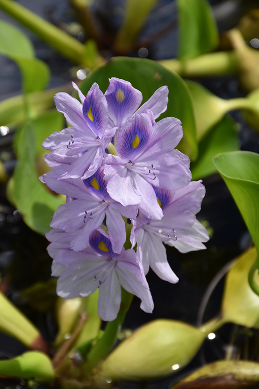 Water Hyacinth (Eichhornia crassipes) at Shonnard's Nursery