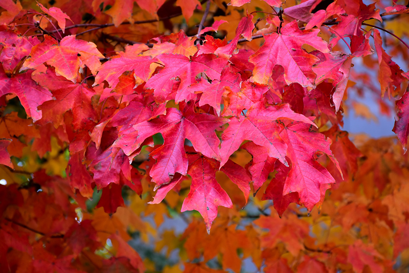 Fall Fiesta Sugar Maple (Acer saccharum 'Bailsta') at Shonnard's Nursery
