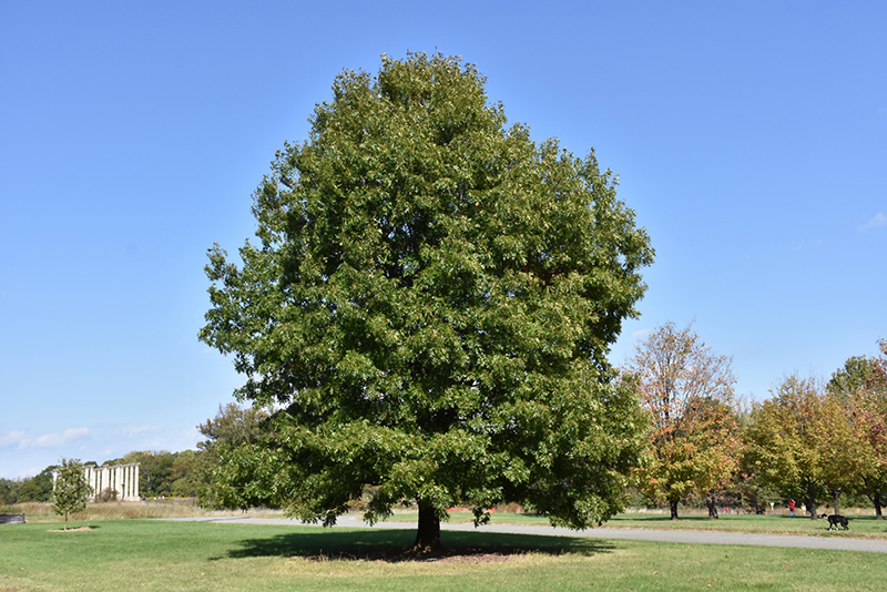 Scarlet Oak (Quercus coccinea) at Shonnard's Nursery