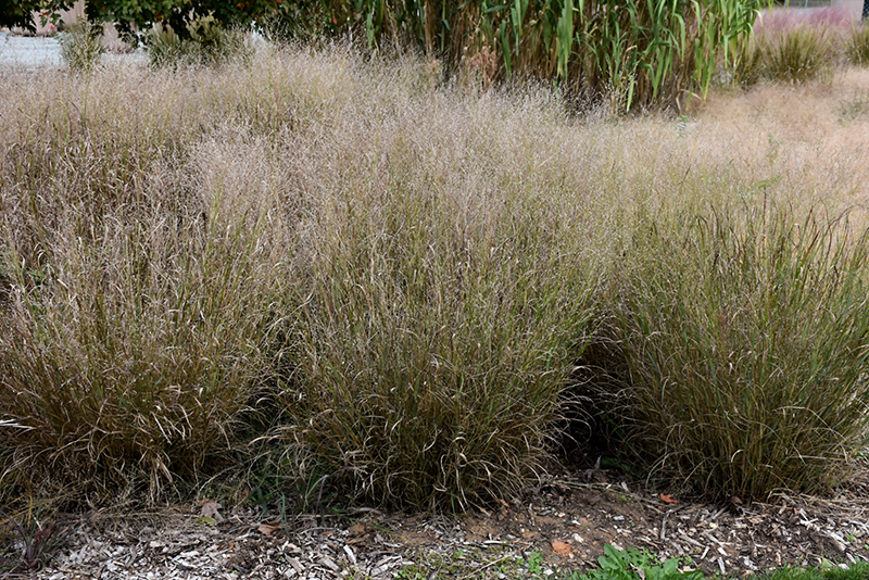 Shenandoah Reed Switch Grass (Panicum virgatum 'Shenandoah') at Shonnard's Nursery
