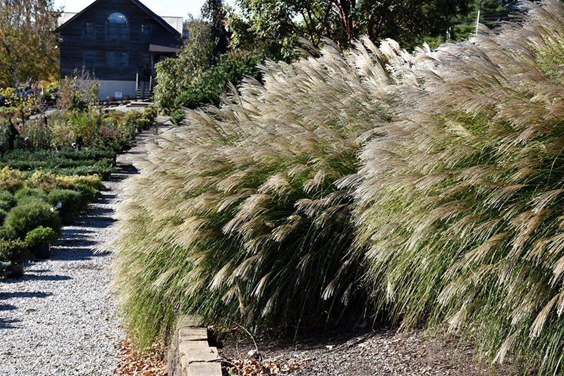 Gracillimus Maiden Grass (Miscanthus sinensis 'Gracillimus') at Shonnard's Nursery