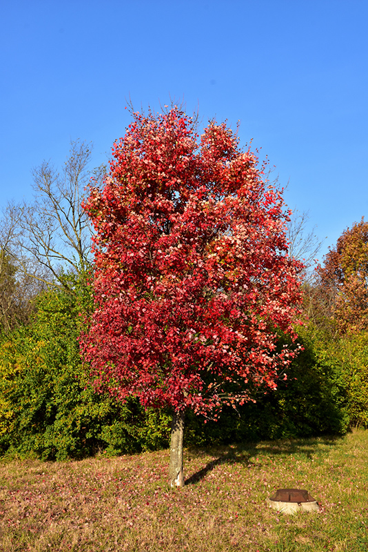 Autumn Flame Red Maple (Acer rubrum 'Autumn Flame') at Shonnard's Nursery