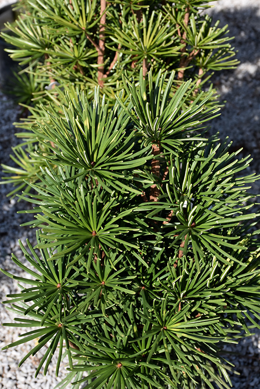 Green Star Umbrella Pine (Sciadopitys verticillata 'Green Star') at Shonnard's Nursery
