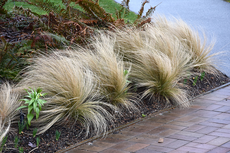 Mexican Feather Grass (Nassella tenuissima) at Shonnard's Nursery