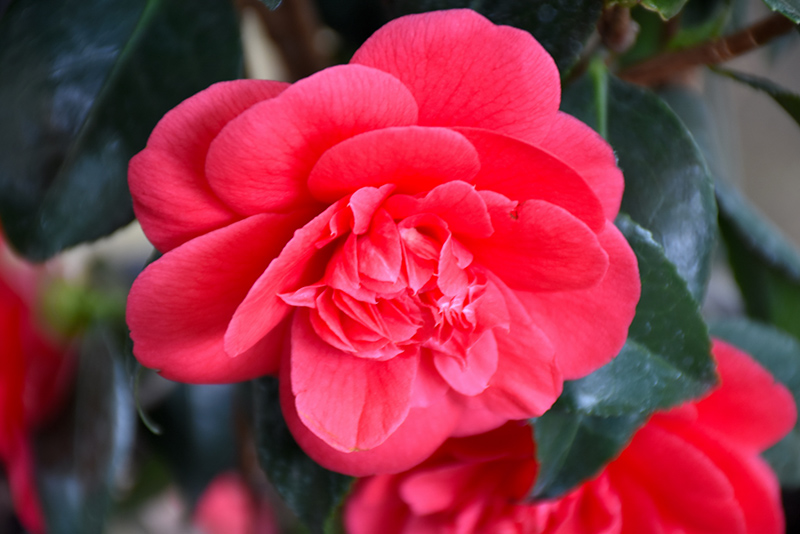 Rosehill Red Camellia (Camellia japonica 'Rosehill Red') at Shonnard's Nursery