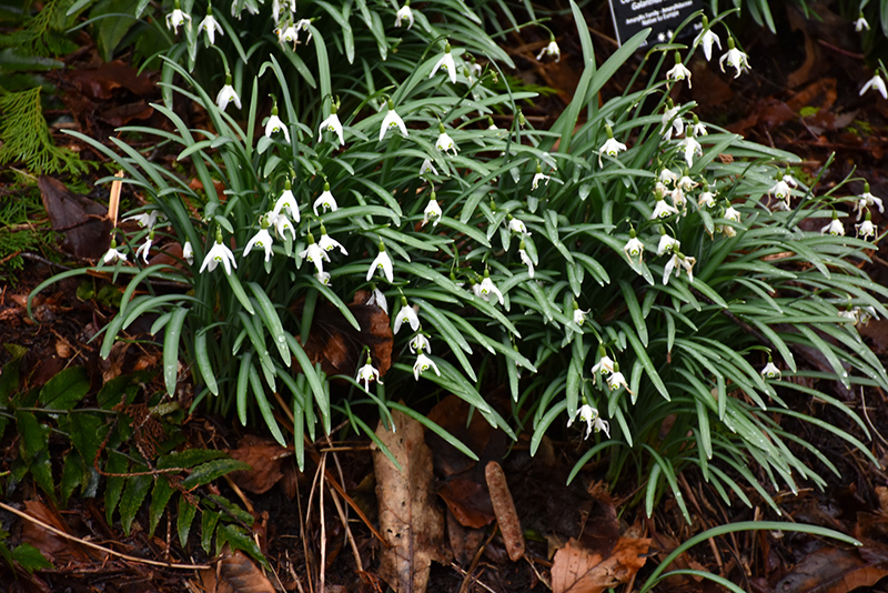Common Snowdrop (Galanthus nivalis) at Shonnard's Nursery