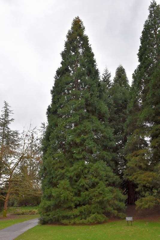 Giant Sequoia (Sequoiadendron giganteum) at Shonnard's Nursery