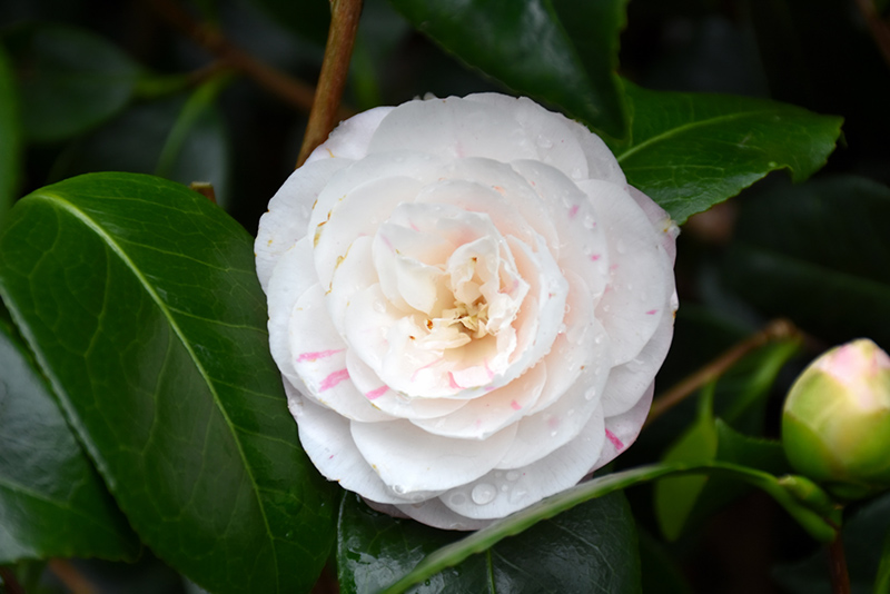 April Dawn Camellia (Camellia japonica 'April Dawn') at Shonnard's Nursery