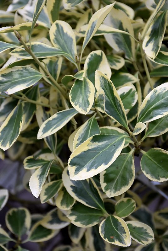 Silver Queen Euonymus (Euonymus japonicus 'Silver Queen') at Shonnard's Nursery