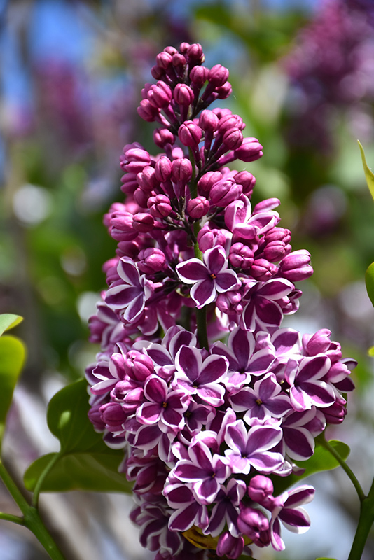 Sensation Lilac (Syringa vulgaris 'Sensation') at Shonnard's Nursery