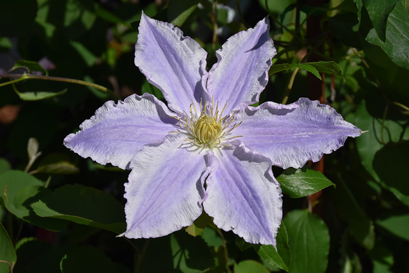 Ruffled Feathers Clematis (Clematis 'Vancouver Sea Breeze') at Shonnard's Nursery