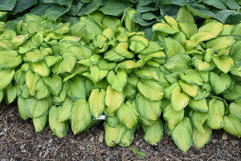 Stained Glass Hosta (Hosta 'Stained Glass') at Shonnard's Nursery