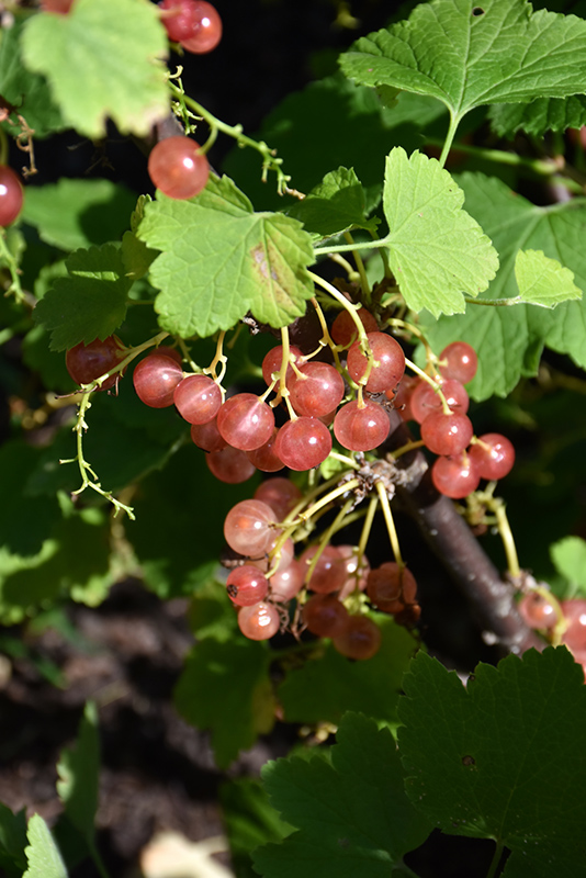 Pink Champagne Currant (Ribes sativum 'Pink Champagne') at Shonnard's Nursery