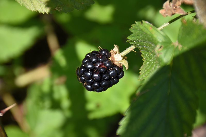 Jewel Black Raspberry (Rubus occidentalis 'Jewel') at Shonnard's Nursery