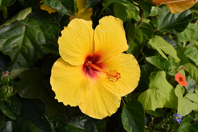 Sunny Wind Hibiscus (Hibiscus rosa-sinensis 'Sunny Wind') at Shonnard's Nursery