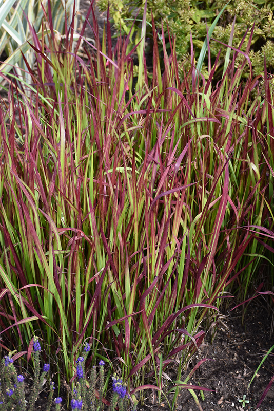 Red Baron Japanese Blood Grass (Imperata cylindrica 'Red Baron') at Shonnard's Nursery