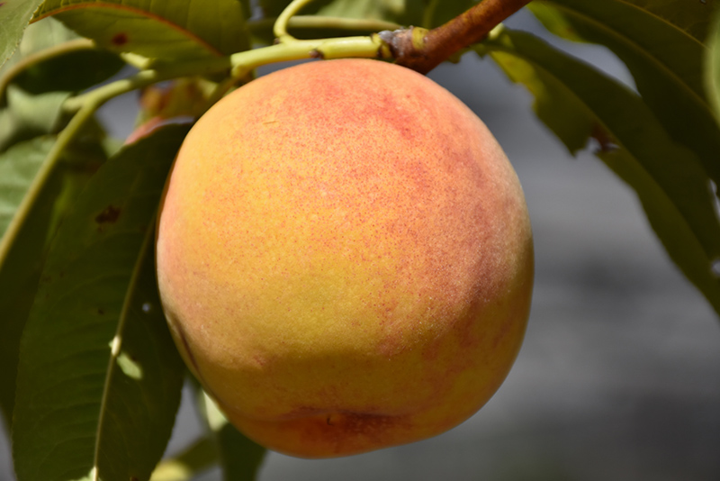 Reliance Peach (Prunus persica 'Reliance') at Shonnard's Nursery