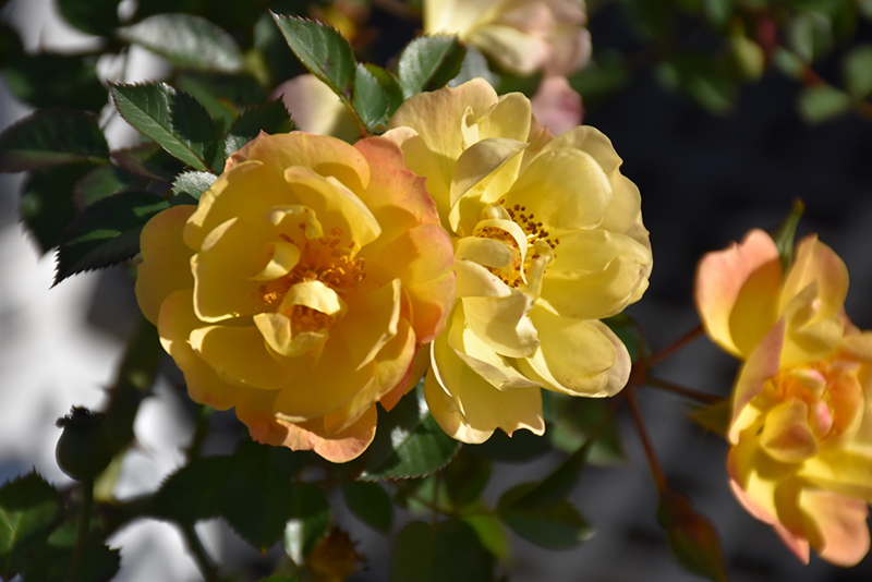 Sunshine Happy Trails Rose (Rosa 'WEKsusacofloc') at Shonnard's Nursery