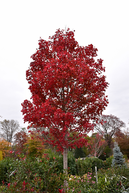 October Glory Red Maple (Acer rubrum 'October Glory') at Shonnard's Nursery