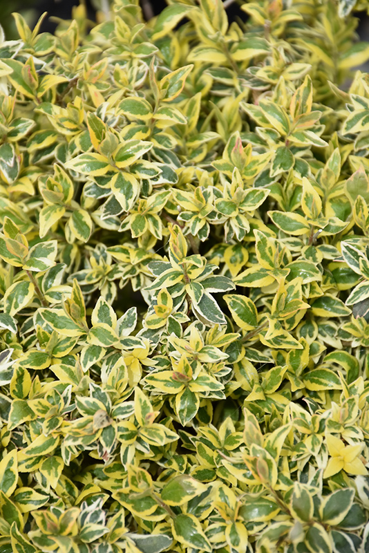 Radiance Abelia (Abelia x grandiflora 'Radiance') at Shonnard's Nursery