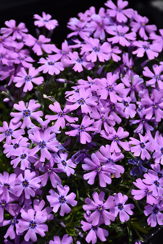 Purple Beauty Moss Phlox (Phlox subulata 'Purple Beauty') at Shonnard's Nursery