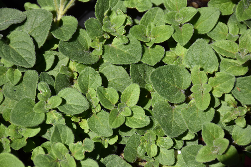 Hot And Spicy Oregano (Origanum 'Hot And Spicy') at Shonnard's Nursery