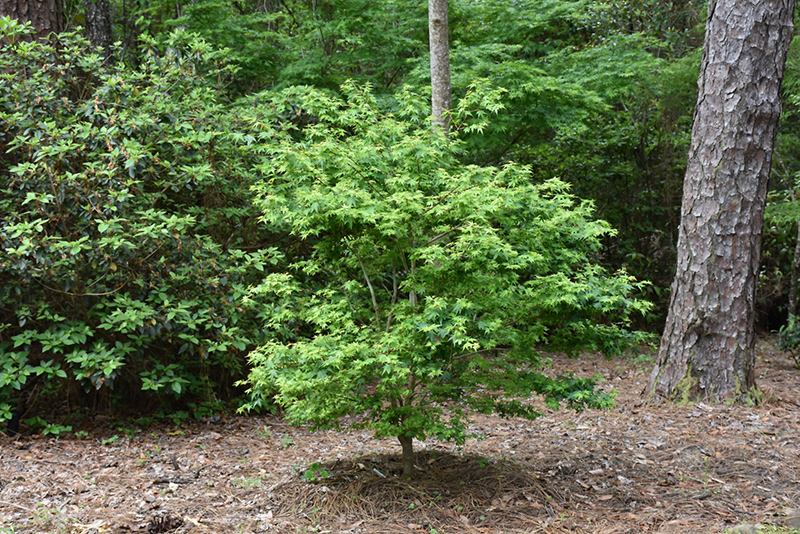 Coonara Pygmy Japanese Maple (Acer palmatum 'Coonara Pygmy') at Shonnard's Nursery