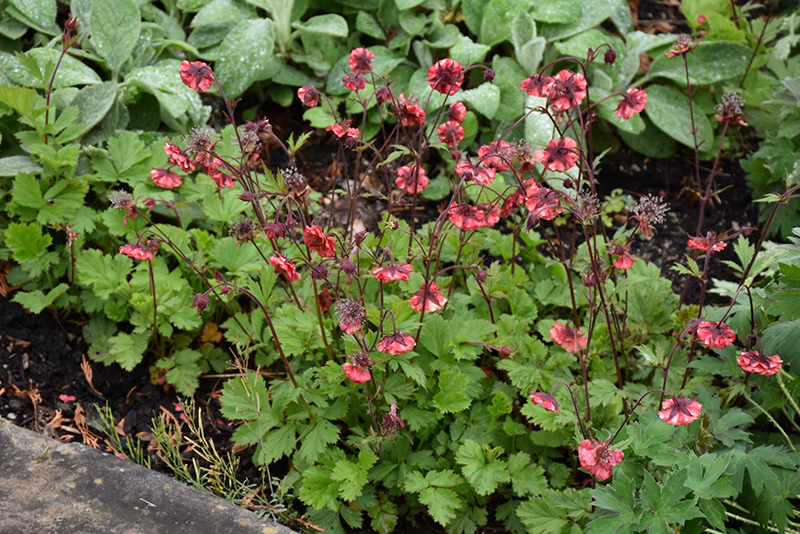Flames of Passion Avens (Geum 'Flames of Passion') at Shonnard's Nursery