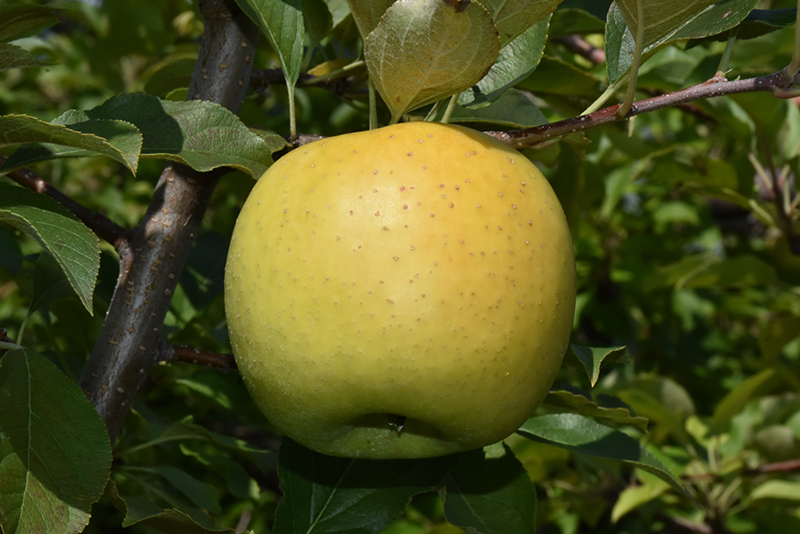 Yellow Transparent Apple (Malus 'Yellow Transparent') at Shonnard's Nursery