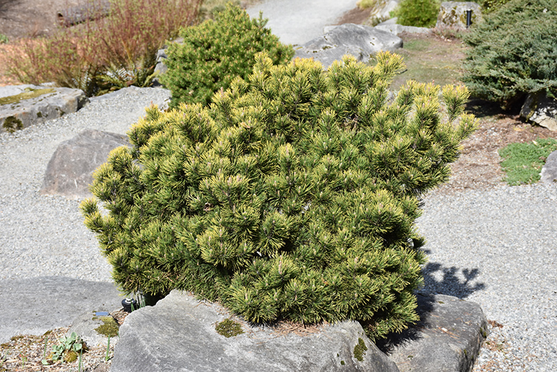 Carsten's Wintergold Mugo Pine (Pinus mugo 'Carsten's Wintergold') at Shonnard's Nursery