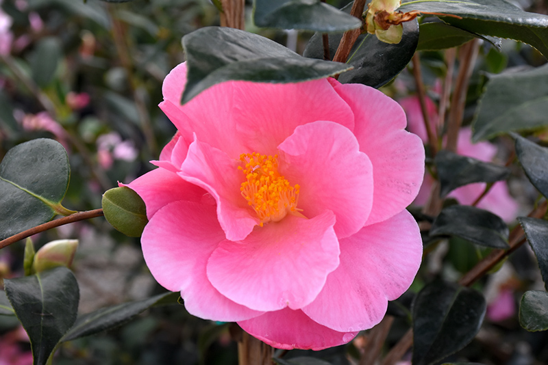 Pink Icicle Camellia (Camellia japonica 'Pink Icicle') at Shonnard's Nursery