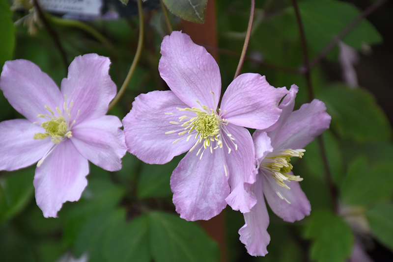 Fragrant Spring Clematis (Clematis montana 'Fragrant Spring') at Shonnard's Nursery
