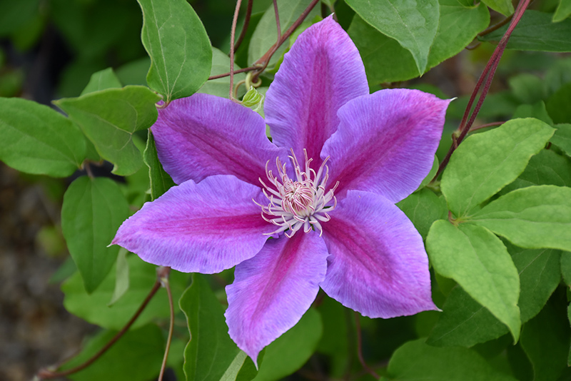 Dr. Ruppel Clematis (Clematis 'Dr. Ruppel') at Shonnard's Nursery