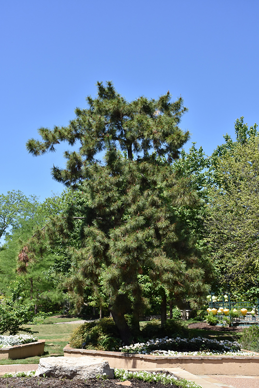 Japanese Black Pine (Pinus thunbergii) at Shonnard's Nursery