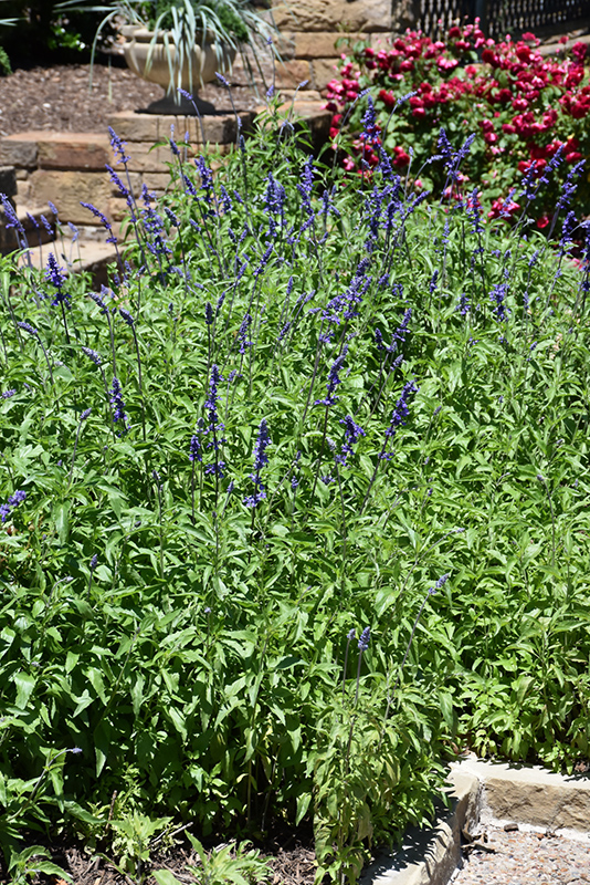 Victoria Blue Salvia (Salvia farinacea 'Victoria Blue') at Shonnard's Nursery