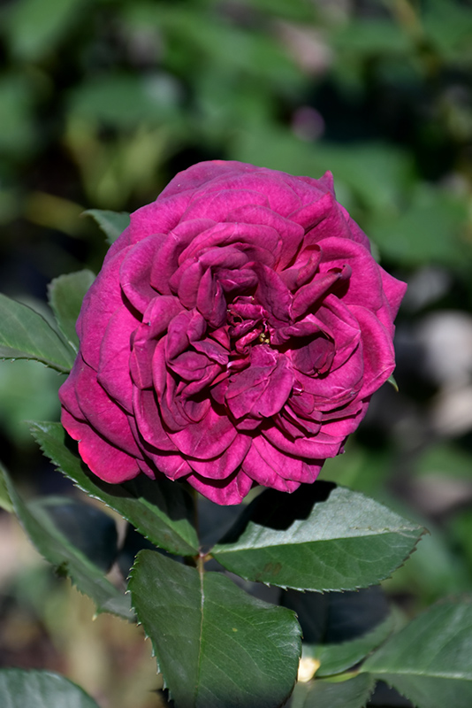 Celestial Night Rose (Rosa 'WEKebtigrad') at Shonnard's Nursery