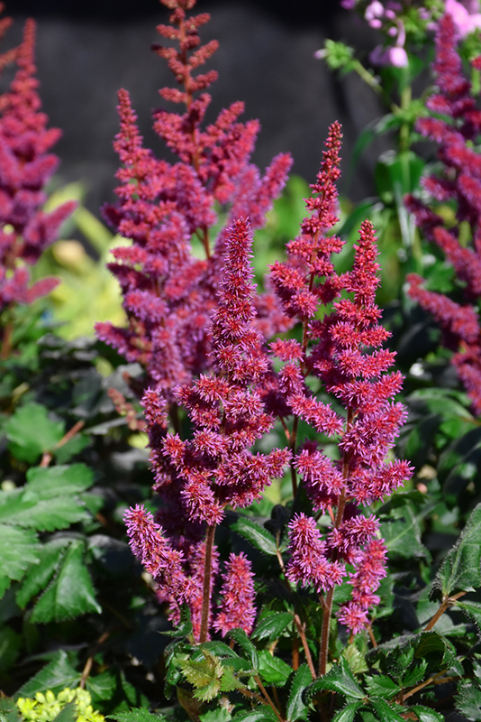Visions in Red Chinese Astilbe (Astilbe chinensis 'Visions in Red') at Shonnard's Nursery