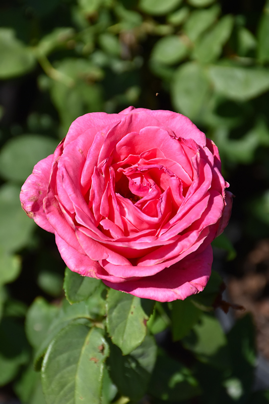 Perfume Delight Rose (Rosa 'Perfume Delight') at Shonnard's Nursery