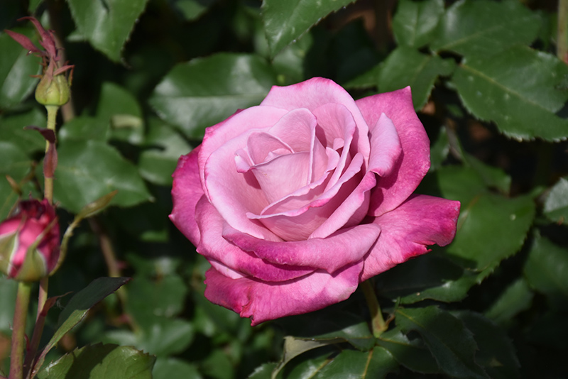 Fragrant Plum Rose (Rosa 'Fragrant Plum') at Shonnard's Nursery