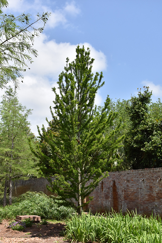 Peve Minaret Baldcypress (Taxodium distichum 'Peve Minaret') at Shonnard's Nursery