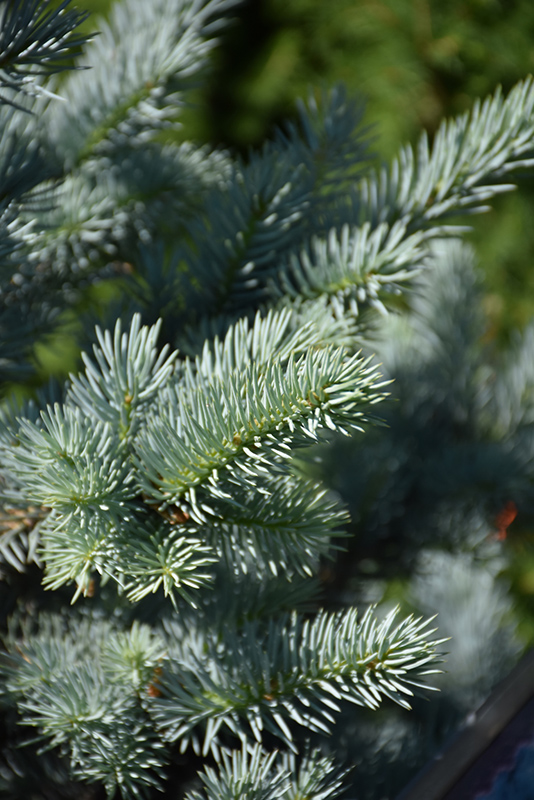 Avatar Blue Spruce (Picea pungens 'Avatar') at Shonnard's Nursery