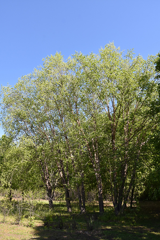 Northern Tribute River Birch (Betula nigra 'Dickinson') at Shonnard's Nursery