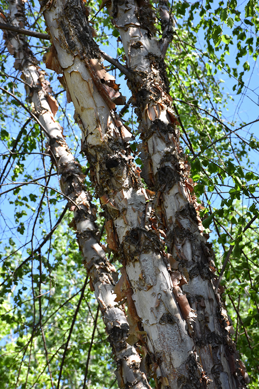 Northern Tribute River Birch (Betula nigra 'Dickinson') at Shonnard's Nursery