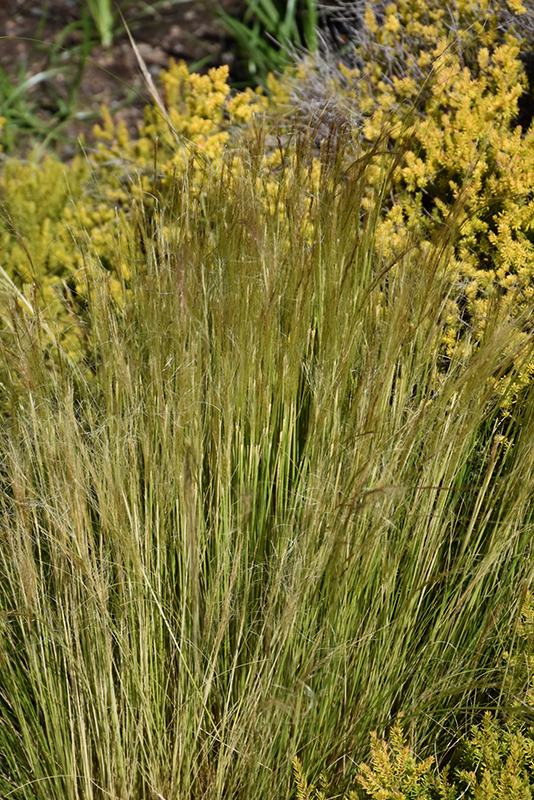 Pony Tails Mexican Feather Grass (Nassella tenuissima 'Pony Tails') at Shonnard's Nursery