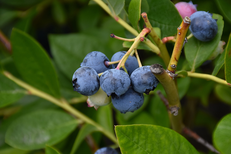 Toro Blueberry (Vaccinium corymbosum 'Toro') at Shonnard's Nursery
